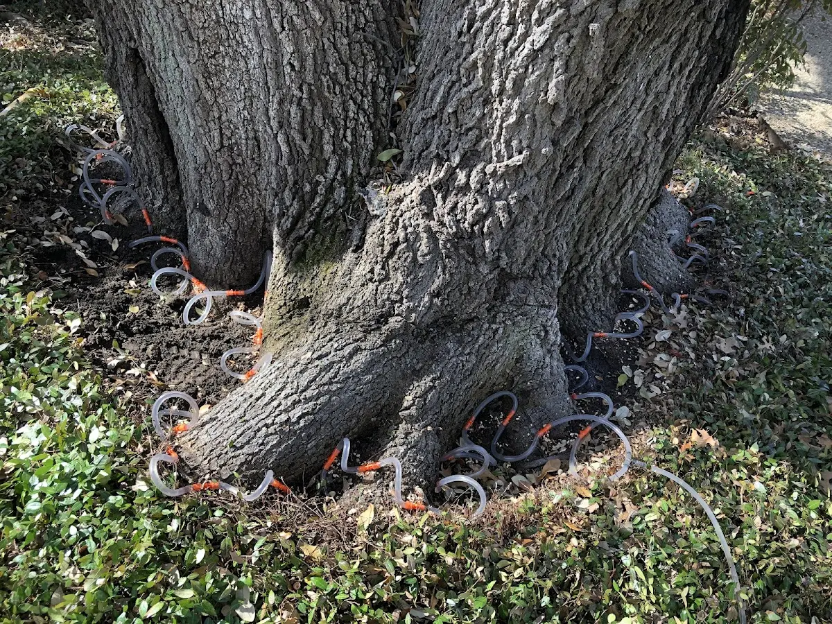 Detailed Tree Cabling and Bracing job site in Bladenboro